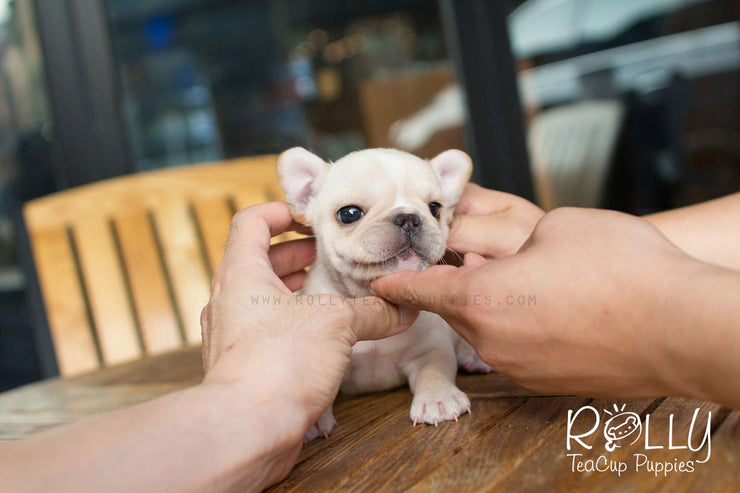 Rolly Teacup Puppies Summer - French Bulldog.