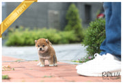 Rolly Teacup Puppies (SOLD to MDM) Sushi - Shiba. M.