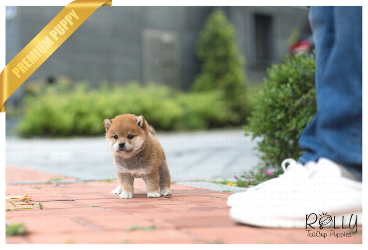 Rolly Teacup Puppies (SOLD to MDM) Sushi - Shiba. M.