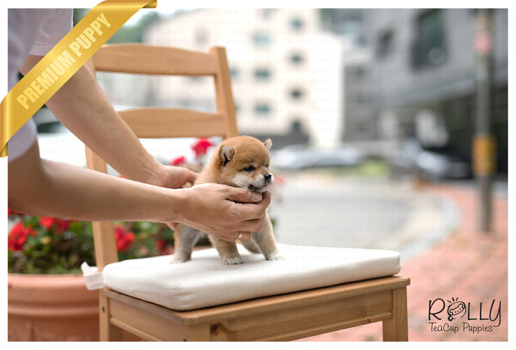 Rolly Teacup Puppies (SOLD to MDM) Sushi - Shiba. M.