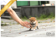 Rolly Teacup Puppies (SOLD to MDM) Sushi - Shiba. M.