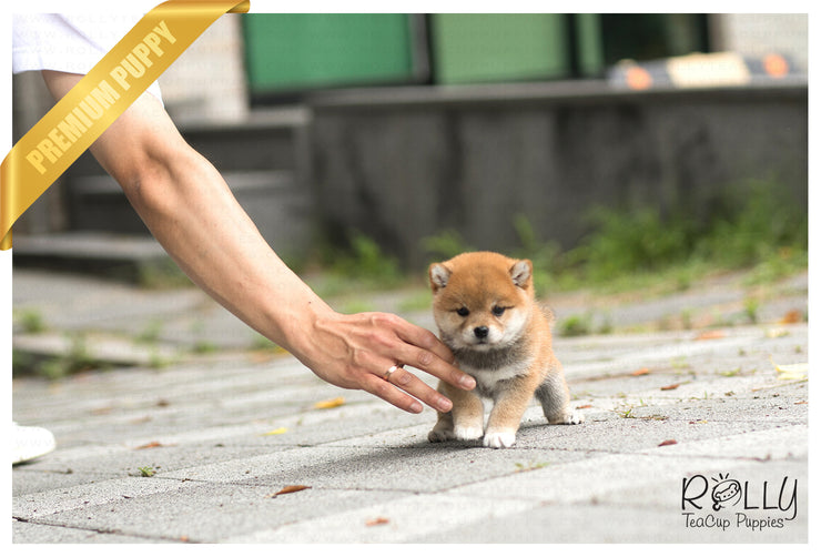 Rolly Teacup Puppies (SOLD to MDM) Sushi - Shiba. M.