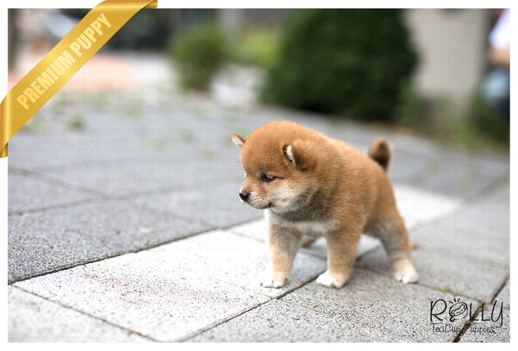Rolly Teacup Puppies (SOLD to MDM) Sushi - Shiba. M.