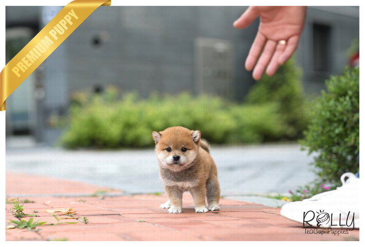 Rolly Teacup Puppies (SOLD to MDM) Sushi - Shiba. M.
