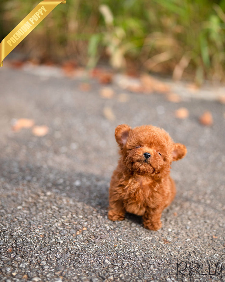 Rolly Teacup Puppies TATA - MALE (PURCHASED by ORRI).