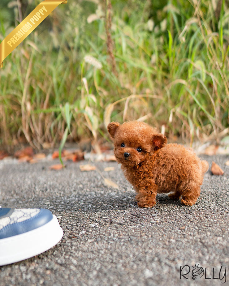Rolly Teacup Puppies TATA - MALE (PURCHASED by ORRI).