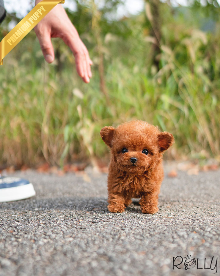 Rolly Teacup Puppies TATA - MALE (PURCHASED by ORRI).