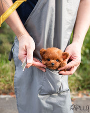 Rolly Teacup Puppies TATA - MALE (PURCHASED by ORRI).