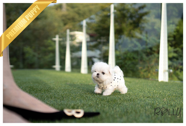 Rolly Teacup Puppies TES - MALE (PURCHASED by PAYNE).