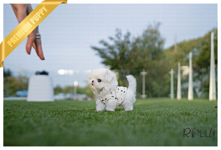 Rolly Teacup Puppies TES - MALE (PURCHASED by PAYNE).