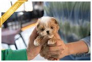 Rolly Teacup Puppies TOAST - FEMALE (PURCHASED by ALVAREZ).