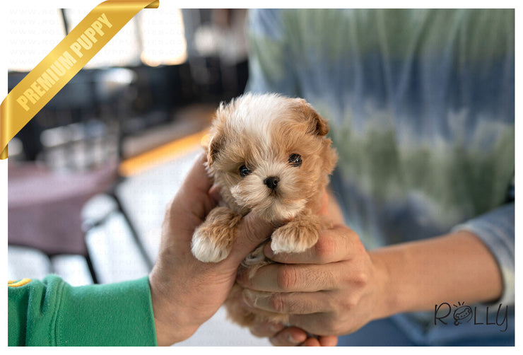 Rolly Teacup Puppies TOAST - FEMALE (PURCHASED by ALVAREZ).
