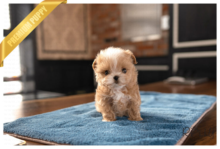 Rolly Teacup Puppies TOAST - FEMALE (PURCHASED by ALVAREZ).