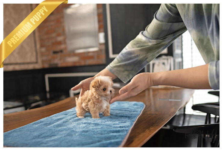 Rolly Teacup Puppies TOAST - FEMALE (PURCHASED by ALVAREZ).