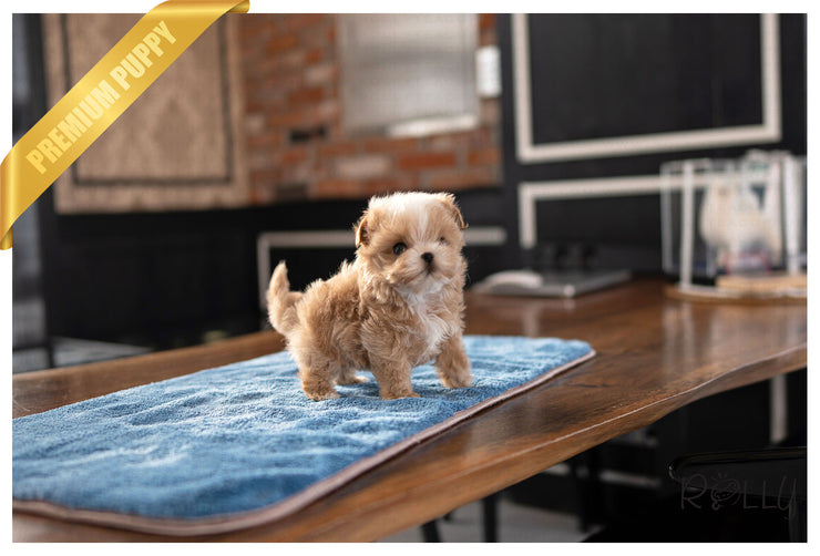 Rolly Teacup Puppies TOAST - FEMALE (PURCHASED by ALVAREZ).