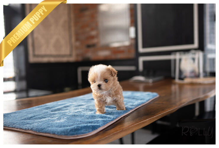 Rolly Teacup Puppies TOAST - FEMALE (PURCHASED by ALVAREZ).