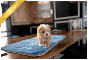 Rolly Teacup Puppies TOAST - FEMALE (PURCHASED by ALVAREZ).