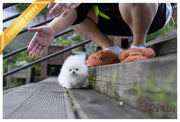 Rolly Teacup Puppies (PURCHASED by Hernandez) TOGO - Pomeranian. M.