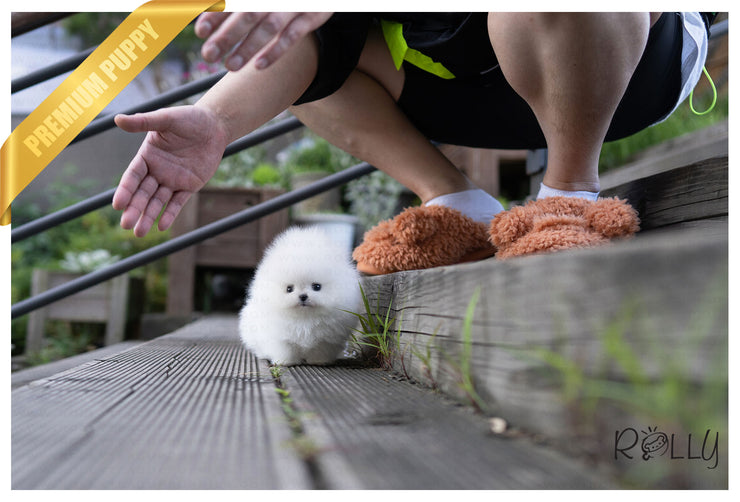 Rolly Teacup Puppies (PURCHASED by Hernandez) TOGO - Pomeranian. M.