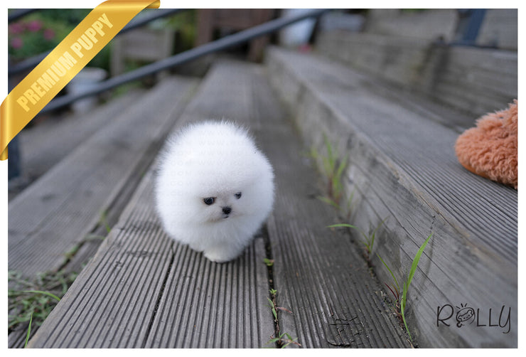 Rolly Teacup Puppies (PURCHASED by Hernandez) TOGO - Pomeranian. M.