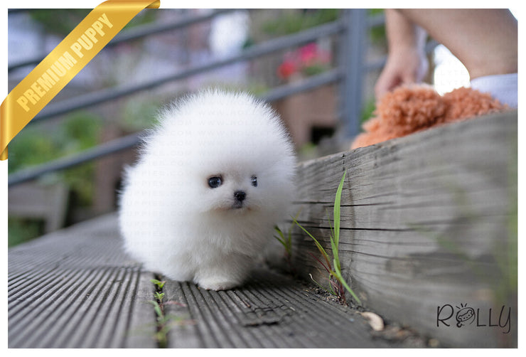 Rolly Teacup Puppies (PURCHASED by Hernandez) TOGO - Pomeranian. M.