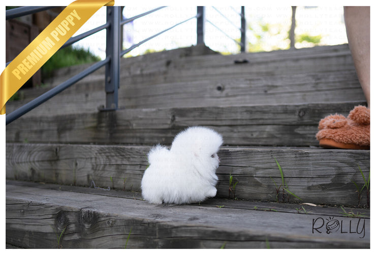 Rolly Teacup Puppies (PURCHASED by Hernandez) TOGO - Pomeranian. M.