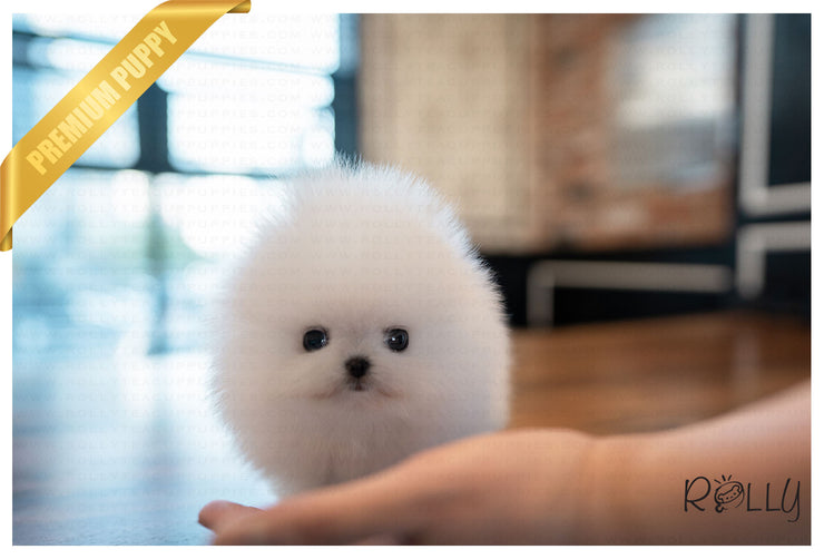 Rolly Teacup Puppies (PURCHASED by Hernandez) TOGO - Pomeranian. M.