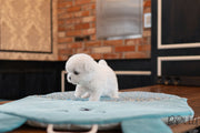Rolly Teacup Puppies (PURCHASED by WASHINGTON) TOMI - Bichon. M.