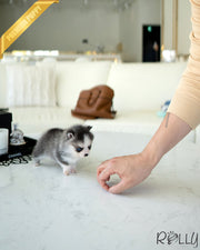 Rolly Teacup Puppies TOPAZ - FEMALE (RESERVED by KILLAM).