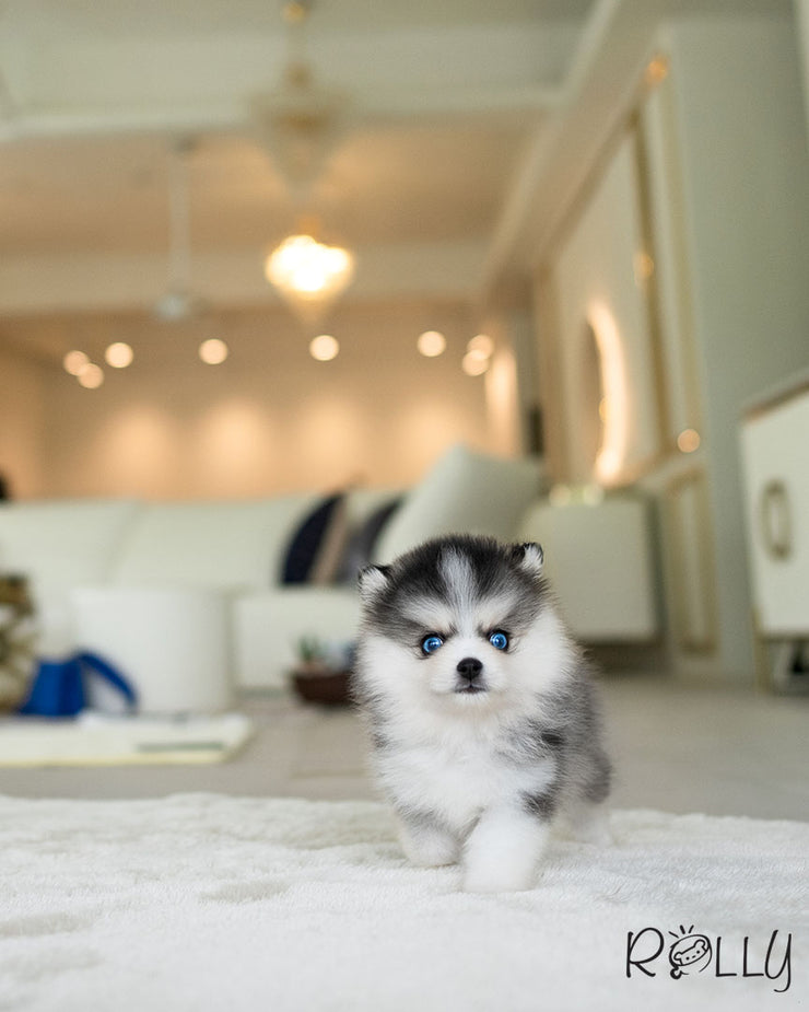 Rolly Teacup Puppies TORDEN - MALE (PURCHASED by NAZER).