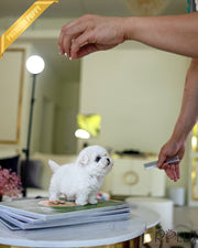 Rolly Teacup Puppies TOTORO - FEMALE (PURCHASED by KELLY).