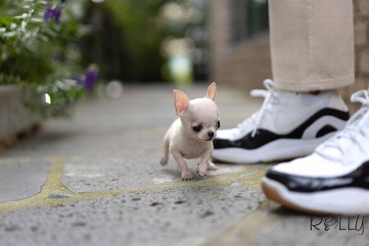 Rolly Teacup Puppies (Purchased by Lin) Taco - Chihuahua. M.