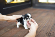 Rolly Teacup Puppies (SOLD to Renz) Taco - Chihuahua. M.