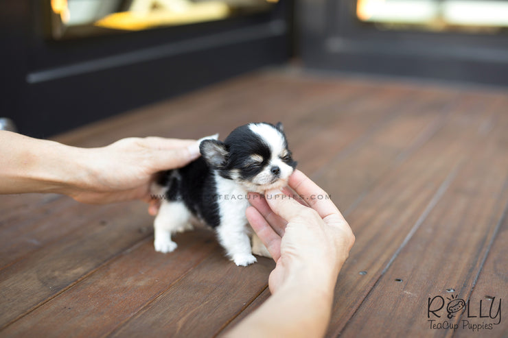Rolly Teacup Puppies (SOLD to Renz) Taco - Chihuahua. M.