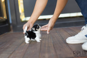 Rolly Teacup Puppies (SOLD to Renz) Taco - Chihuahua. M.