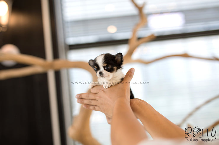 Rolly Teacup Puppies (SOLD to Renz) Taco - Chihuahua. M.