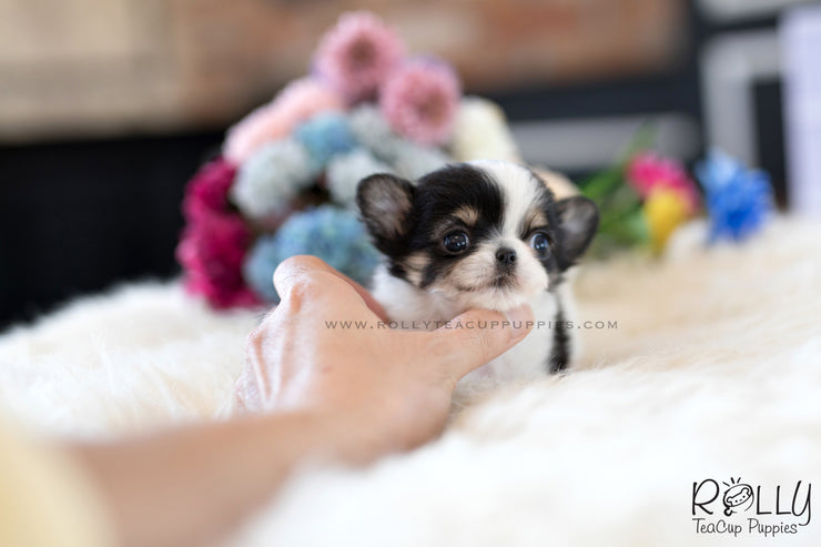 Rolly Teacup Puppies (SOLD to Renz) Taco - Chihuahua. M.