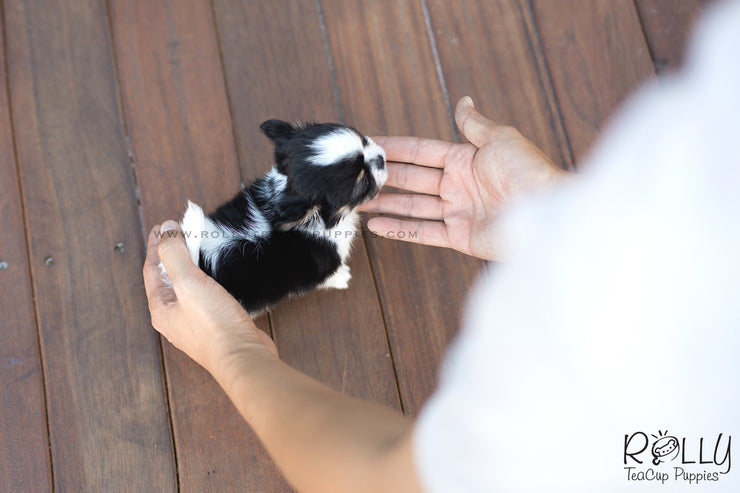 Rolly Teacup Puppies (SOLD to Renz) Taco - Chihuahua. M.