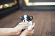 Rolly Teacup Puppies (SOLD to Renz) Taco - Chihuahua. M.