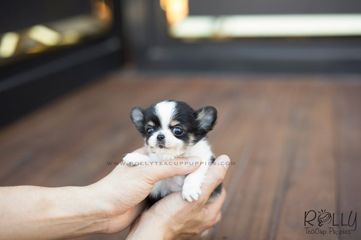 Rolly Teacup Puppies (SOLD to Renz) Taco - Chihuahua. M.
