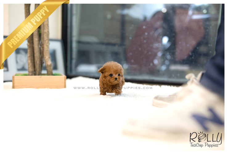 Rolly Teacup Puppies (SOLD to Cuadrado) Tango - Poodle. M.