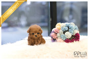 Rolly Teacup Puppies (SOLD to Cuadrado) Tango - Poodle. M.