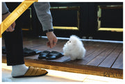 Rolly Teacup Puppies (Purchased by Levine) Tank - Pomeranian. M.