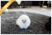 Rolly Teacup Puppies (Purchased by Levine) Tank - Pomeranian. M.