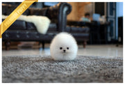 Rolly Teacup Puppies (Purchased by Levine) Tank - Pomeranian. M.