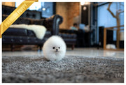 Rolly Teacup Puppies (Purchased by Levine) Tank - Pomeranian. M.