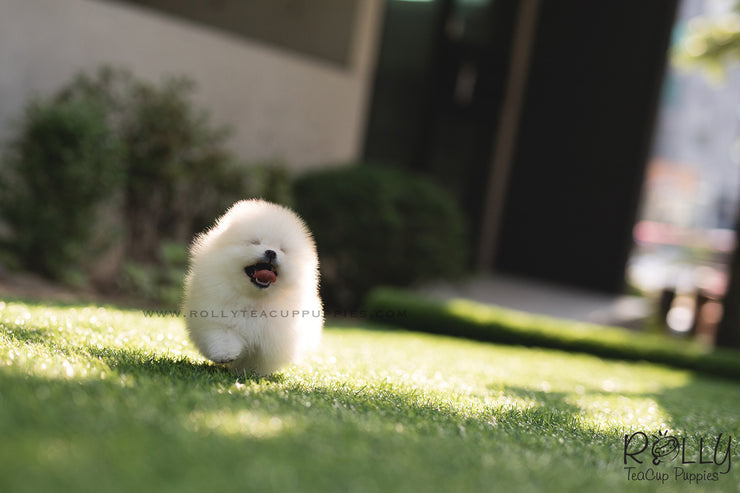 Rolly Teacup Puppies (SOLD to Lyne) Ted - Pomeranian. M.