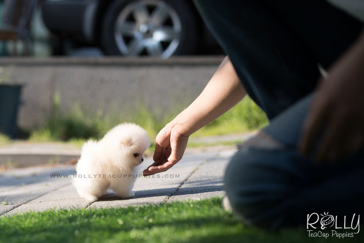 Rolly Teacup Puppies (SOLD to Lyne) Ted - Pomeranian. M.