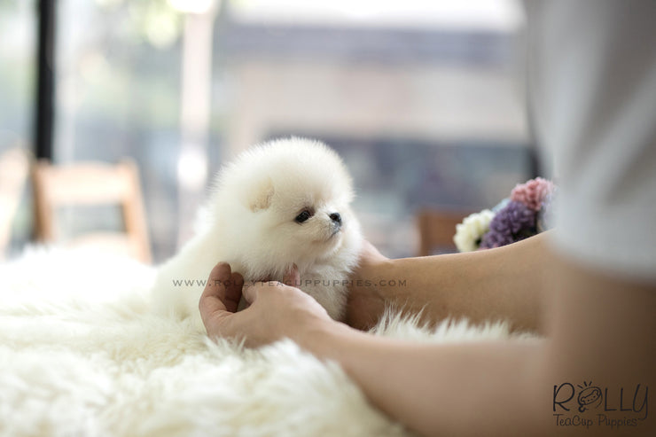 Rolly Teacup Puppies (SOLD to Lyne) Ted - Pomeranian. M.