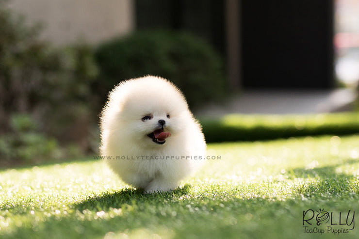 Rolly Teacup Puppies (SOLD to Lyne) Ted - Pomeranian. M.